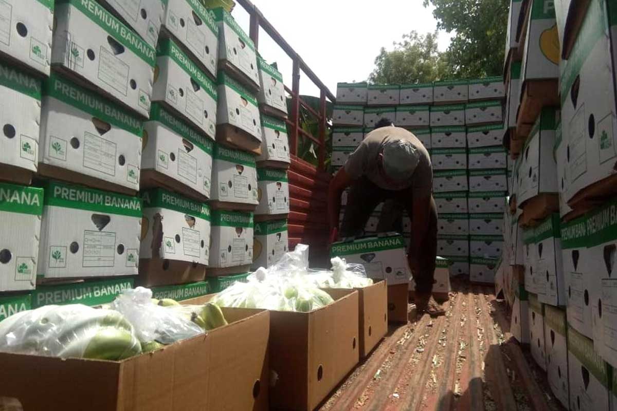 Boxes of premium bananas being loaded for export